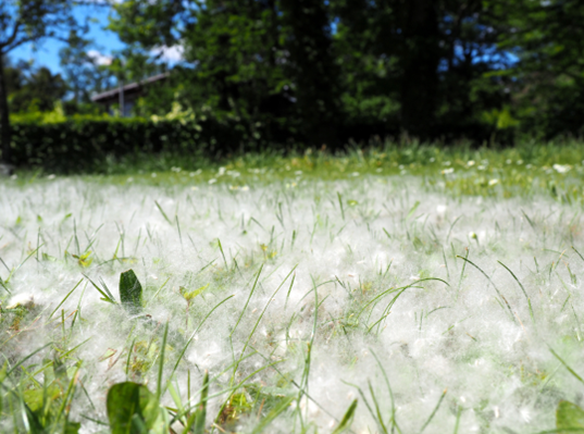 Navigeer door het pollenseizoen: kalender voor de warmere maanden